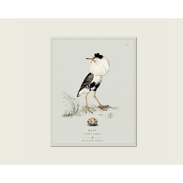 Not Yet Made - Made To Order William Lewin 1789 Waterbirds Fine Art Gallery Board Print - The Ruff For Sale - Image 5 of 11
