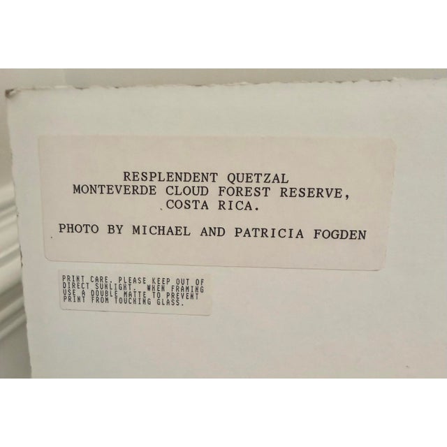 Michael Fogden Signed “Resplendent Quetzal” Costa Rica Wildlife Photograph, 11” × 14” Matted For Sale In Charleston - Image 6 of 11