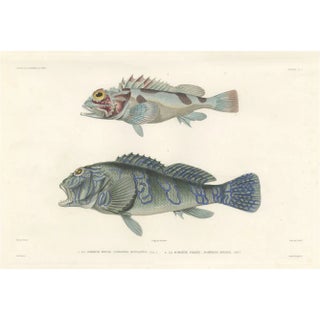 Museum-Quality Illustration of Pacific Fish, 1846, Paper For Sale