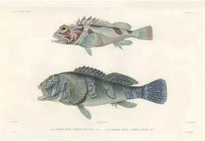 Museum-Quality Illustration of Pacific Fish, 1846, Paper