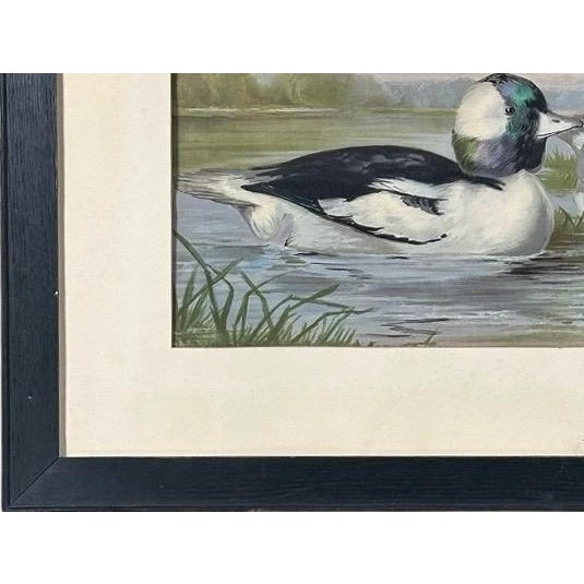 Pistachio Antique 1878 Alexander Pope Jr Duck Chromolithograph Bufflehead Ducks Framed For Sale - Image 8 of 10