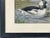 Pistachio Antique 1878 Alexander Pope Jr Duck Chromolithograph Bufflehead Ducks Framed For Sale - Image 8 of 10