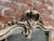 19th Century French Carved Wood & Gesso Mirror For Sale - Image 4 of 6