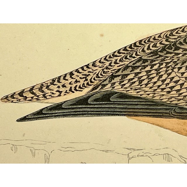 Antique Bird Print From England Showcasing a Esquimaux Curlew - Circa 1880 For Sale In Dallas - Image 6 of 11