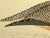 Antique Bird Print From England Showcasing a Esquimaux Curlew - Circa 1880 For Sale In Dallas - Image 6 of 11
