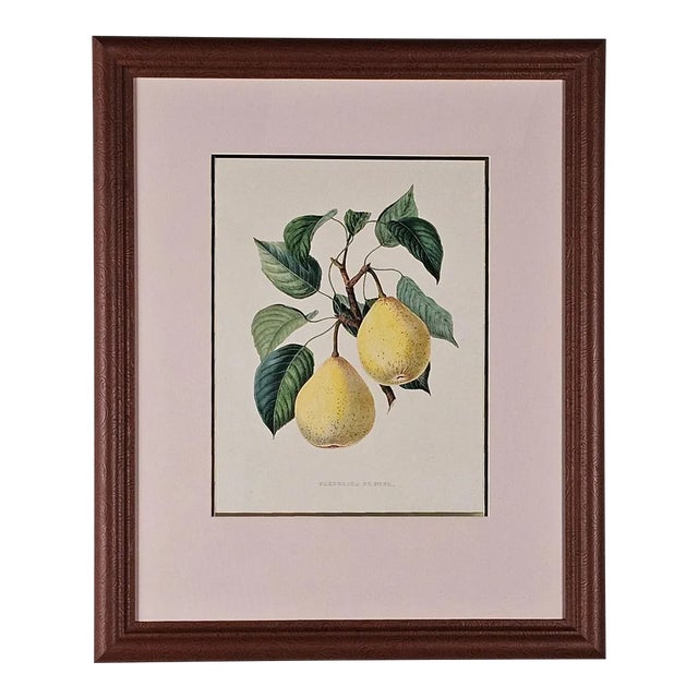 Print From Botanical Study of Fruits and Nuts by Duhamel Du Monceau, Early 19th Century For Sale