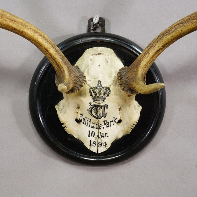 Late 19th Century Black Forest Fallow Deer Trophy From Salem Germany, Solitude Park 1894 For Sale - Image 5 of 7