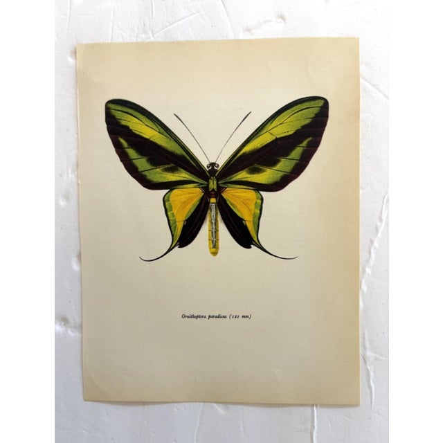 Up for sale is this gorgeous lithograph by F. Prochazka, published in Great Britain in 1965. It is in excellent, gently-...