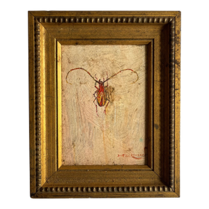 Scott Zuckerman (American B. 1951) Oil Painting on Board Insect Specimen Study of a Beetle