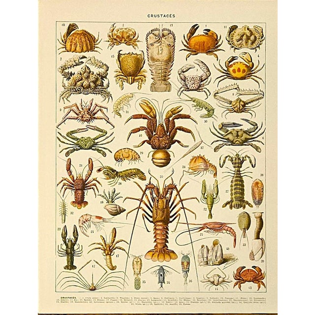 1897 Rare Set of 3-French Antique Lithographs-Seashells, Oceanography, Crustaceans For Sale - Image 4 of 4