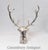 Silver-Plated Stag Champagne Cooler For Sale - Image 6 of 9
