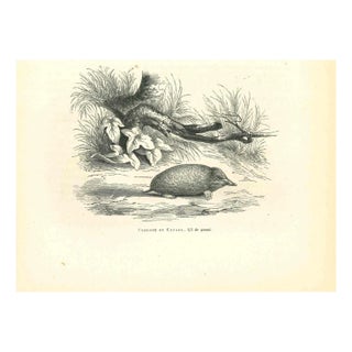 Paul Gervais, Scalope de Canada, 1854, Lithograph For Sale