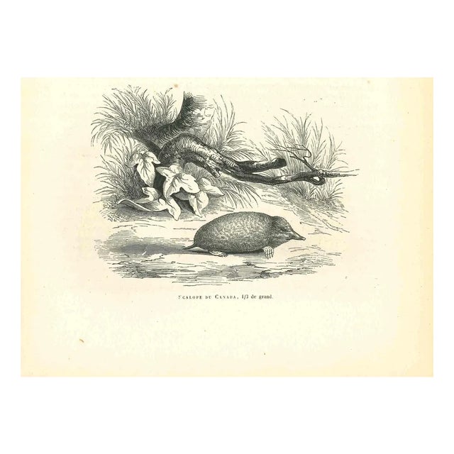 Paul Gervais, Scalope de Canada, 1854, Lithograph For Sale