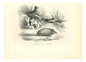 Paul Gervais, Scalope de Canada, 1854, Lithograph