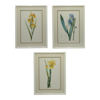 Set of 3 Floral Engraving Prints For Sale