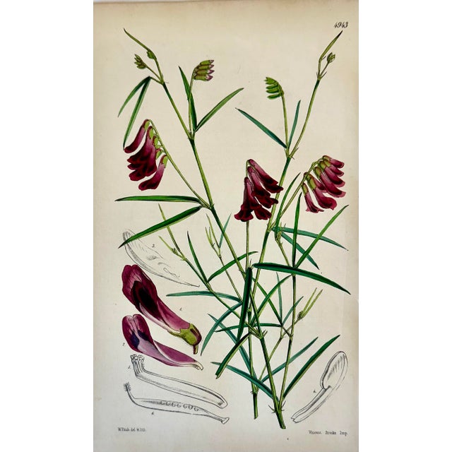 Set of 4 original copper engraving botanicals by William Curtis. Unframed. Dimensions: 6" x 9.5" each print, 20" x 26" set...