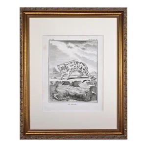 18th Century Original French Bizaam Wild Cat Engraving by Buffon 1789