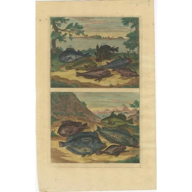 Paper Various Fish Species and Other Marine Life, 1726, Paper, Set of 12 For Sale - Image 7 of 14
