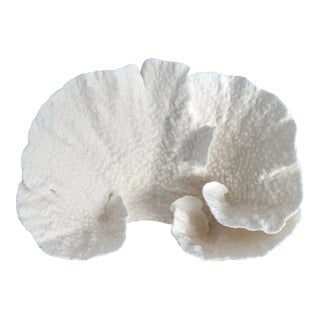 Natural White Cups Coral Specimen Beach Coastal For Sale