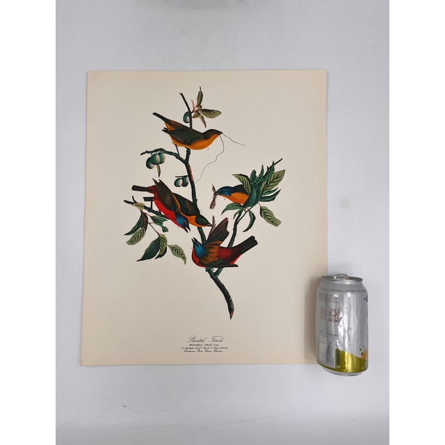Audubon Bird Print – “Painted Finch”, 1964 Abrams Folio – Vintage Ornithology Art 1964 print from "The Audubon Folio:...