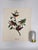 Audubon Bird Print – “Painted Finch”, 1964 Abrams Folio – Vintage Ornithology Art 1964 print from "The Audubon Folio:...