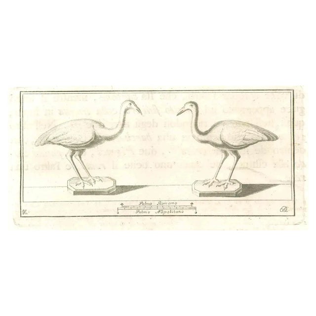 Various Authors, Birds Fresco, Etching, 18th Century For Sale