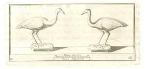 Various Authors, Birds Fresco, Etching, 18th Century
