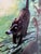 Vintage Framed Coatis Animal in the Woods Signed and Numbered For Sale - Image 4 of 8