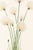 Hare's-Tail Cottongrass, Vintage Botanical Art Print by Mary Vaux Walcott, 32" X 48" For Sale In Buffalo - Image 6 of 10