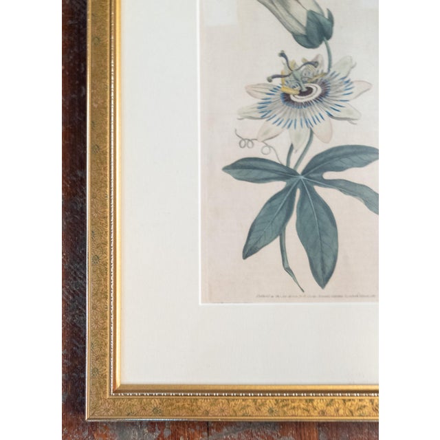 Paper 18th Century Hand Colored Passionflower Engraving From Curtis Botanic Magazine For Sale - Image 7 of 11