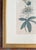 Paper 18th Century Hand Colored Passionflower Engraving From Curtis Botanic Magazine For Sale - Image 7 of 11