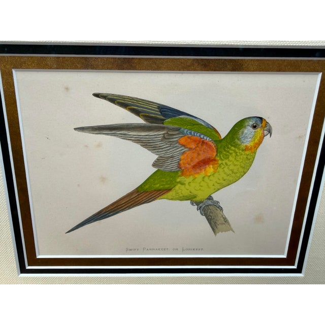 Realism Antique Color Woodblock Prints From w.t. Greene’s “Parrots in Captivity” with Frame Matte and Validation From the Trowbridge Gallery - Set of 2 For Sale - Image 3 of 9