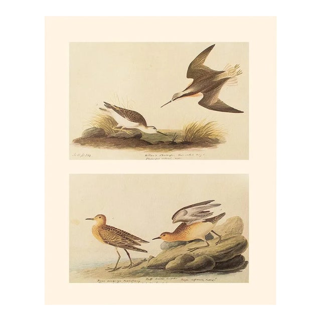 1966 Vintage Cottage Print, "Wilson's Phalarope and Buff-Breasted Sandpiper" After John James Audubon For Sale