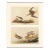 1966 Vintage Cottage Print, "Wilson's Phalarope and Buff-Breasted Sandpiper" After John James Audubon For Sale