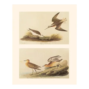 1966 Vintage Cottage Print, "Wilson's Phalarope and Buff-Breasted Sandpiper" After John James Audubon