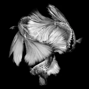 "Betta BW 5" Contemporary Black and White Still Life Photograph of a Fish by Michael Filonow