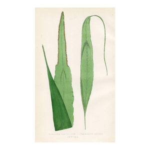 1870s, Lanced-Shaped Nevrodium Fern Print, Original Antique Fern Print, Color Engraving, England