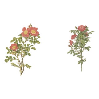 Parsons, Roses, 1914, Lithographs, Set of 2 For Sale