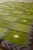 1960s Vintage "Garden" Rug by Berit Koenig Woelfer For Sale - Image 5 of 16