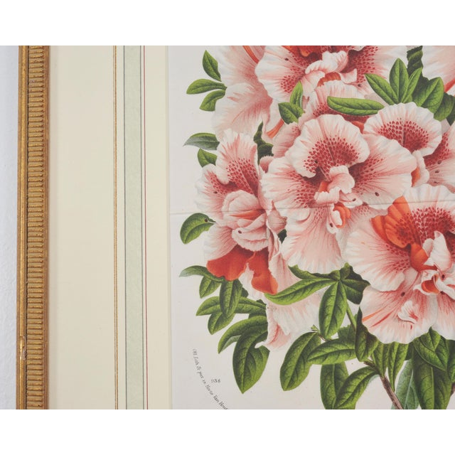 Set of Nine Botanical Lithograph Prints After Louis Van Houtte For Sale - Image 15 of 18