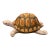 Italian Glazed TerraCotta Ceramic Animal Turtle Tortoise For Sale