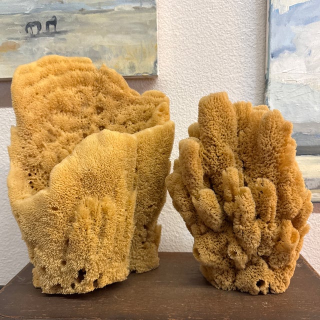 Pair of Incredible Natural Sea Sponge Specimens For Sale - Image 6 of 7