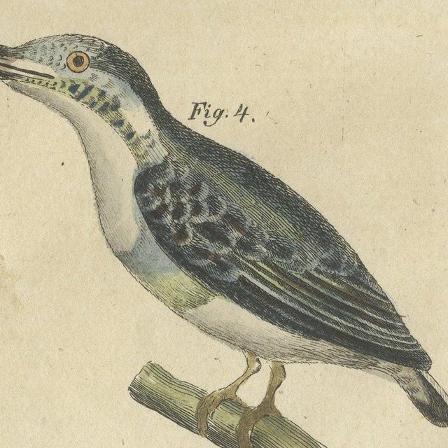 Beige Bertuch, Four Kingfishers on Branches, 1818, Print For Sale - Image 8 of 12