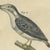 Beige Bertuch, Four Kingfishers on Branches, 1818, Print For Sale - Image 8 of 12