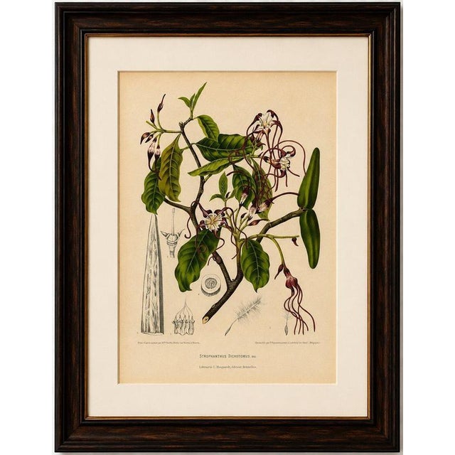 Title: original antique botanical chromolithograph of poison arrow vine, c. 1880 : a remarkable original antique botanical...