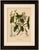 Title: original antique botanical chromolithograph of poison arrow vine, c. 1880 : a remarkable original antique botanical...