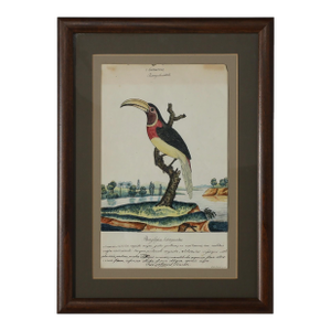 Antique William Goodall Framed English Watercolor and Ink of a Toucan