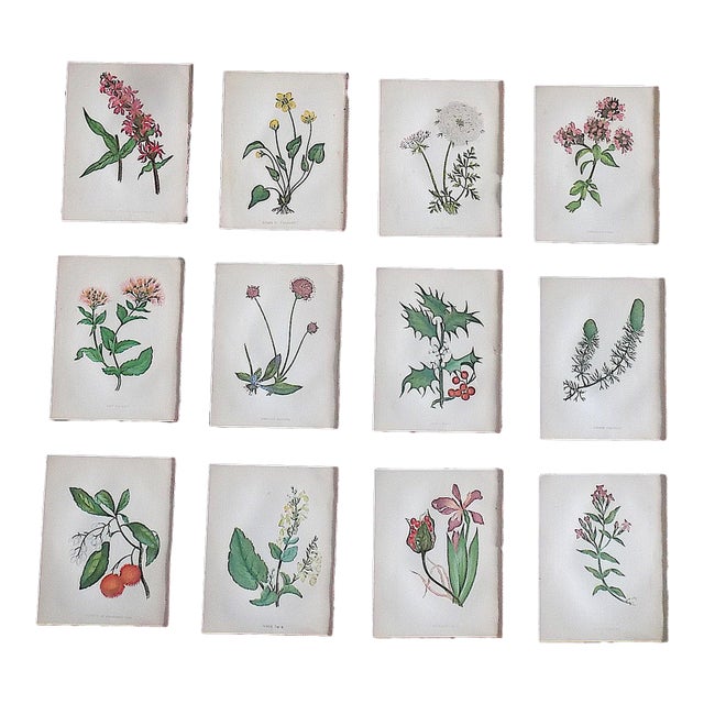 Antique 19th Century Anne Pratt Botanical Chromolithographs - Set of 12` For Sale