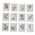 Antique 19th Century Anne Pratt Botanical Chromolithographs - Set of 12` For Sale