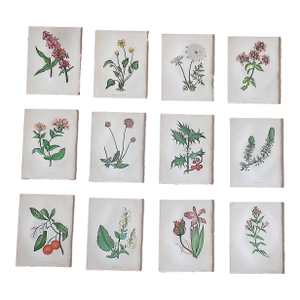 Antique 19th Century Anne Pratt Botanical Chromolithographs - Set of 12`